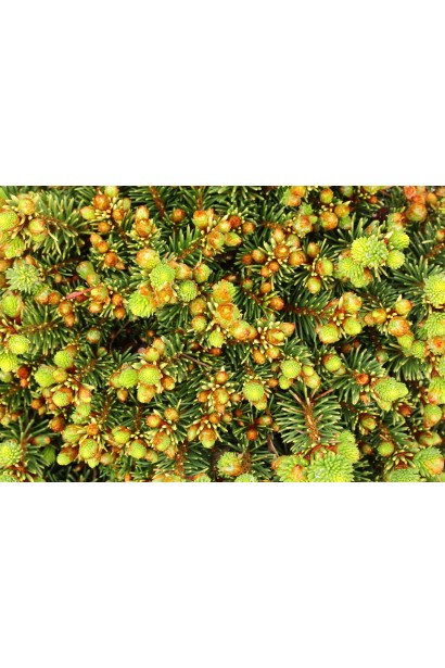 Ялина звичайна Голд Наггет - зелена хвоя з жовтими  кінчиками